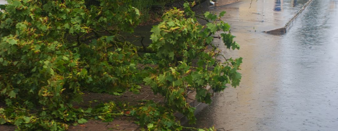 fallen tree branch on the ground after a storm