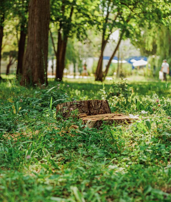 stump grinder machine grinding a tree stump
