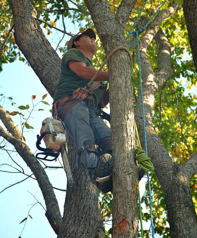 arborist climbing a eucalyptus tree with harness and rope