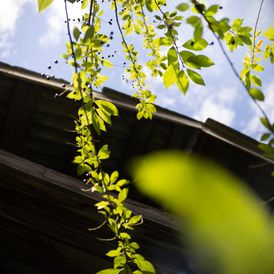 roof gutter leaves