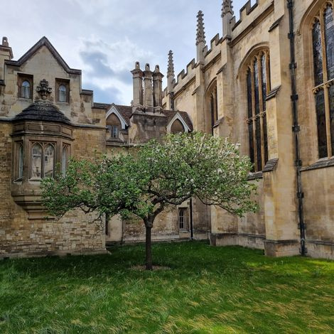 college campus courtyard with paving and trees