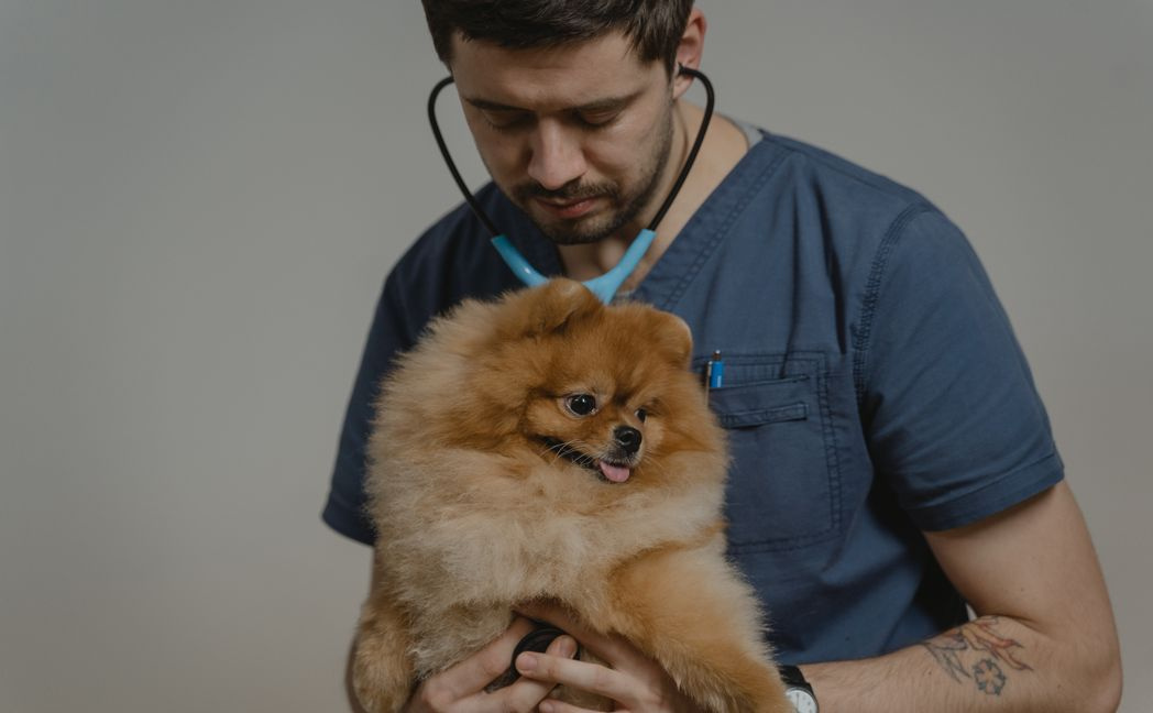 veterinarian examines fluffy pomeranian dog checkup