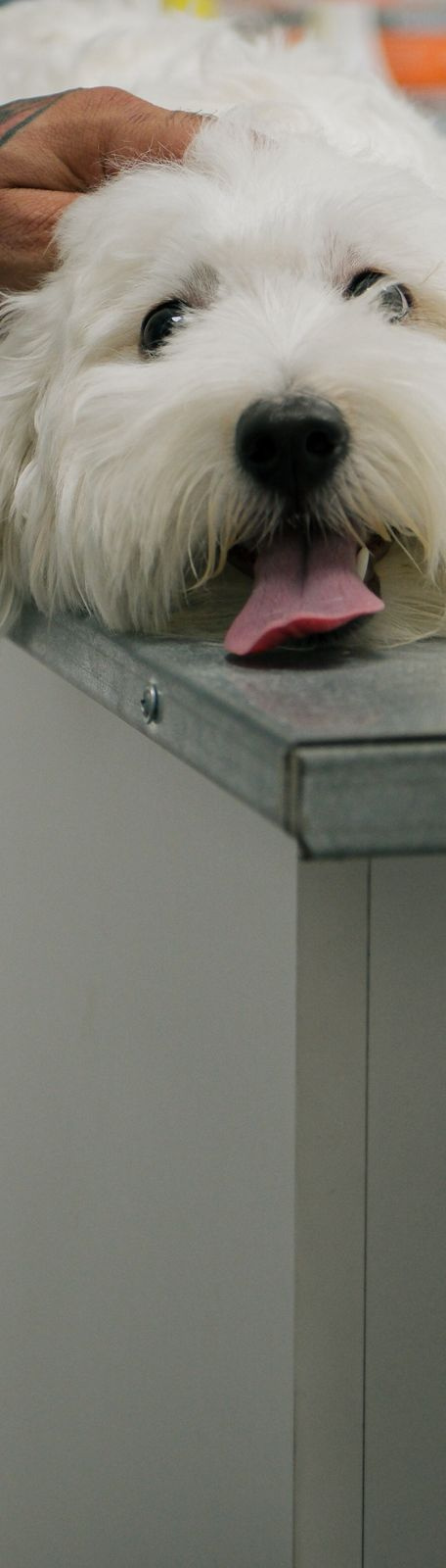 veterinarian caring for happy dog in clinic